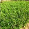 基地供應(yīng)各種規(guī)格瓜子黃楊小苗綠化工程色塊綠籬苗優(yōu)質(zhì)小葉黃楊苗