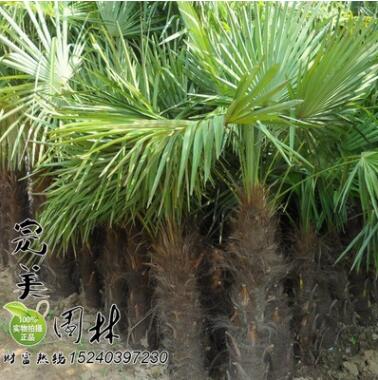 供應(yīng)公園 道路綠化1-5高米棕櫚 規(guī)格齊全