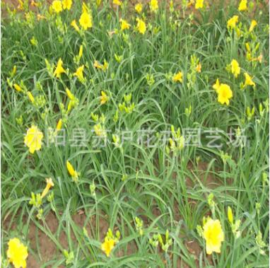 低價批發(fā)金娃娃萱草 庭院綠化 草本地被植物 萱草苗