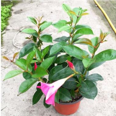 飄香藤 雙喜藤 攀爬植物 花卉盆栽 四季開花 庭院綠植