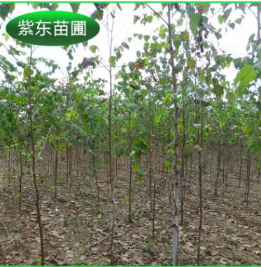 長期供應 優質白樺樹 工程綠化叢生白樺