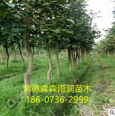 苗圃批發(fā)湖南 香泡柚子樹 紅心蜜柚苗 多種規(guī)格