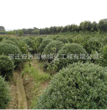 優(yōu)質龜甲冬青苗批發(fā)市政園林綠化苗木龜甲冬青球高速工程苗
