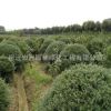 優質龜甲冬青苗批發市政園林綠化苗木龜甲冬青球高速工程苗