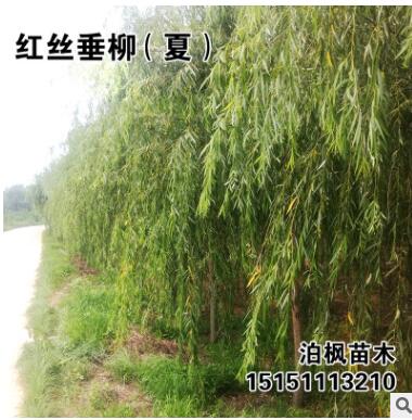 自產(chǎn)自銷 垂柳樹苗 竹柳樹苗 黃柳 柳樹批發(fā)價格直柳樹苗柳樹枝條