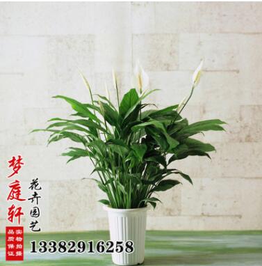基地批發 室內盆栽花卉 凈化空氣 盆栽白掌