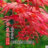 紅楓 日本紅楓 中國紅楓 美國紅楓 紅楓樹 彩色觀葉類樹