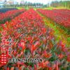 紅葉石楠 紅葉石楠球 紅葉石楠樹 規格齊全 美化庭院