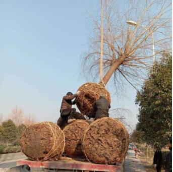 工程用苗金絲垂柳 別墅綠化垂柳柳樹(shù) 園林植物落葉性喬木柳樹(shù)