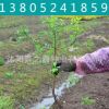 火棘苗批發(fā) 工程綠化 火棘苗木 滿樹紅 火棘小苗 火棘球