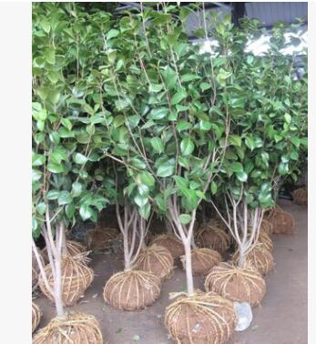 茶花 基地供應 各種規格品種 紅露珍 福建大紅 四面珍