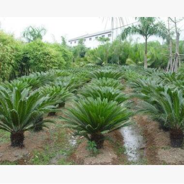 福建 鐵樹 蘇鐵 基地直銷 各種規(guī)格 品種齊全