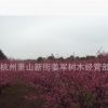 紅梅 嫁接 綠梅 各種規格 大量批發 基地直銷