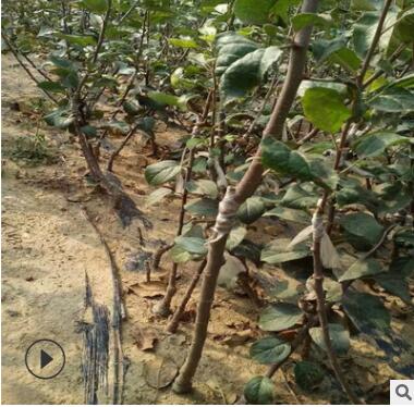 建園優選果樹苗品種 紅富士蘋果苗批發 3公分蘋果苗供應價格