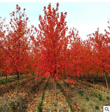 直銷綠化苗木 美國紅楓 庭院園林苗木 美國紅楓小苗耐寒 規格齊全