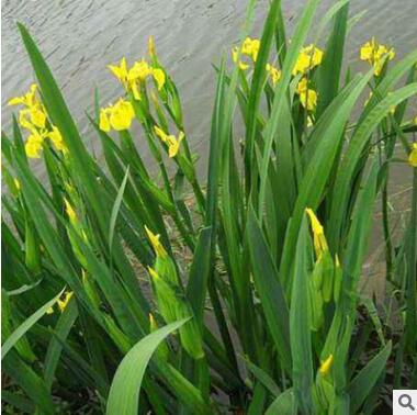 批發水生植物 黃菖蒲水生花卉菖蒲苗 黃花鳶尾