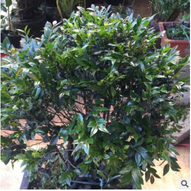 小葉紫檀 老樁 造型 高端盆景 一物一拍 辦公室 吸甲醛 觀賞