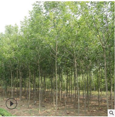 苗圃直銷白蠟樹苗 速生白蠟苗 對節(jié)白臘小苗批發(fā)綠化工程庭院樹苗