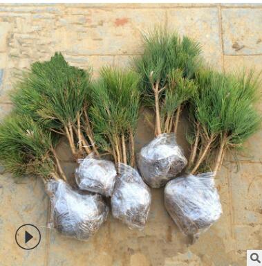 雪松樹苗白皮松樹苗黑松樹苗雪松小苗白皮松小苗黑松小苗羅漢松