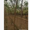 批發金葉復葉戚 復葉戚精品樹型 工程用苗 綠化苗木小苗量大優惠