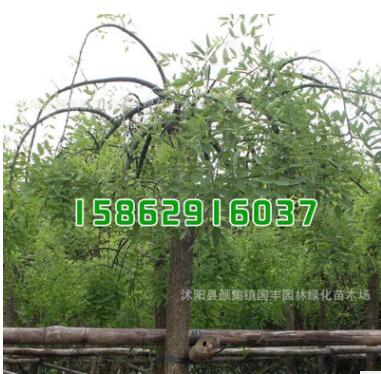 苗木批發綠化工程垂槐小苗 規格齊全 園林綠化工程苗木 垂槐