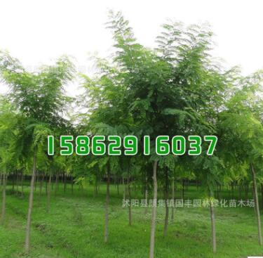 國槐小苗批發 工程綠化苗國槐苗 規格齊全 綠化環境 工程苗
