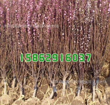 化苗木批發 榆葉梅 榆葉梅苗 庭院觀花植物 規格齊全