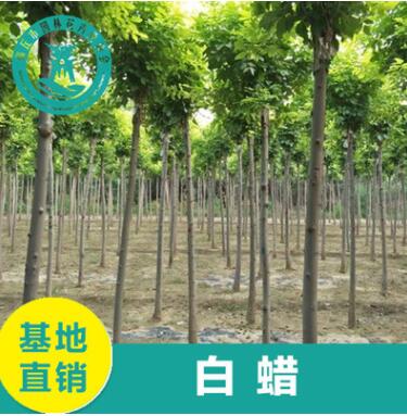工程綠化6cm白臘樹 規格齊全優質白蠟