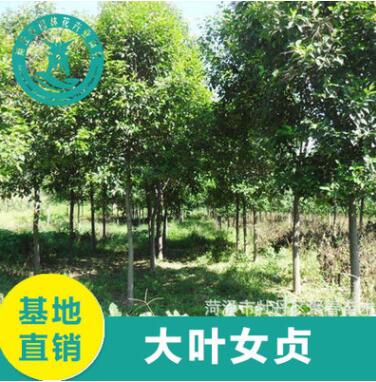 批發(fā)大葉女貞樹(shù) 高桿大葉女貞 行道樹(shù)工程綠化 基地直銷