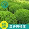 大量 供應小葉黃楊球 瓜子黃楊 黃楊苗 常綠 工程綠化苗木