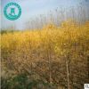 金枝國槐 黃金槐 供應各種工程苗木 各種規格 基地直銷