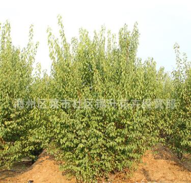 紅梅樹苗批發(fā)園林精品盆栽工程綠化苗木紅梅花苗耐寒紅梅小苗