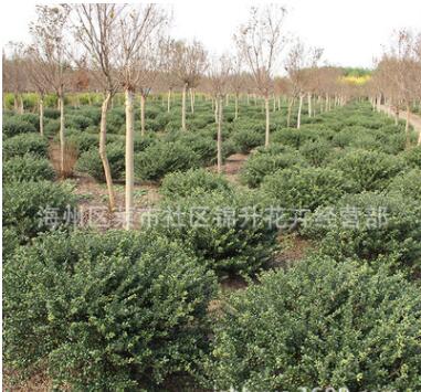 龜甲冬青球樹苗批發(fā)園林工程綠化苗木冬青球苗 行道綠籬龜甲冬青