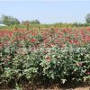 批發(fā)紅帽月季花苗陽(yáng)臺(tái)綠植屋內(nèi)裝飾盆栽量大從優(yōu)紅帽大花月季