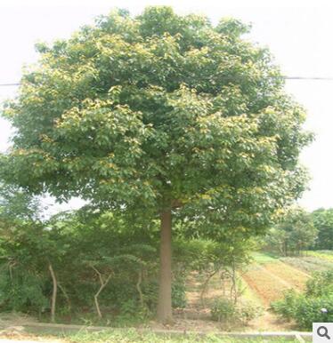 批發櫸樹苗櫸樹規格齊全 全冠栽培 綠化苗木