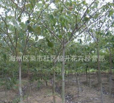 工程綠化苗木中華燈臺(tái)樹批發(fā)色塊綠籬庭院觀葉量大從優(yōu)中華燈臺(tái)樹