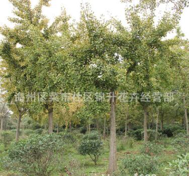 基地批發銀杏樹苗果樹苗木庭院種植量大從優銀杏苗