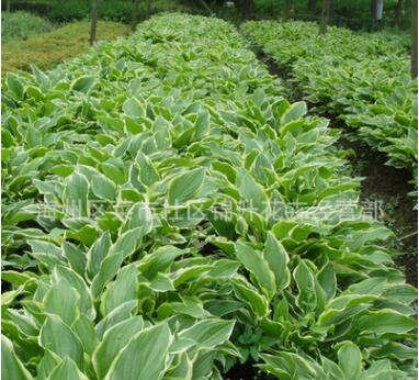 基地批發(fā)玉簪苗 宿根花卉 紫花玉簪小苗 庭院觀賞節(jié)慶組合玉簪