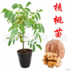 核桃苗直銷 新品種果樹苗 薄皮核桃樹苗 當(dāng)年結(jié)果 嫁接核桃苗