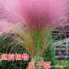 粉黛亂子草種子 多年生觀賞草 特價毛芒亂子草 粉米利草 庭院花卉
