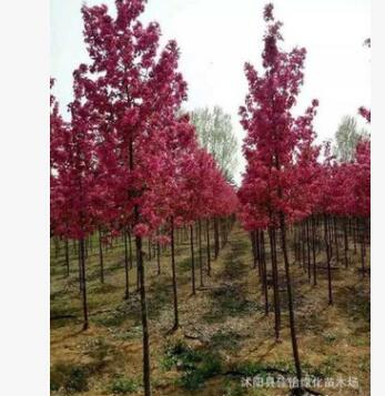 北美海棠 美國海棠 海棠小苗樹苗工程苗 造型盆景 園林綠化行道樹