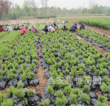 批發(fā)供應(yīng)側(cè)柏苗 凈化空氣側(cè)柏樹 側(cè)柏苗基地 樹形飽滿