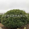 基地直銷北海道黃楊大葉黃楊小葉黃楊工程綠化苗木批發品種齊全