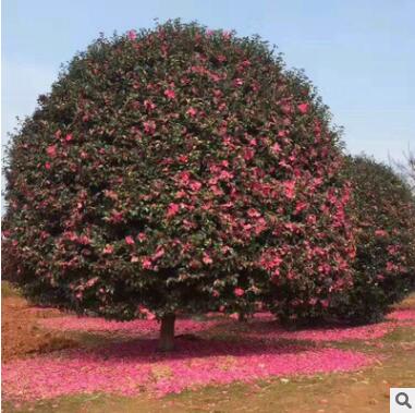 觀花植物 綠化茶梅大苗花卉苗圃基地直銷 園林綠化四季茶梅球