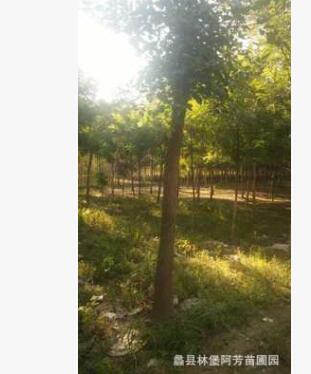 金葉榆樹 根粗葉茂由蠡縣林堡專業苗木基地配植各種粗細應有盡有