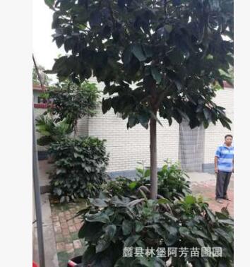 盆景柿子樹(shù) 苗木批發(fā)銷(xiāo)售 苗木基地各種各樣的果樹(shù) 家庭種植樹(shù)木