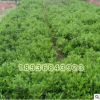 批發工程綠化小苗 冬青苗 法國冬青 園林綠化常青灌木 規格全