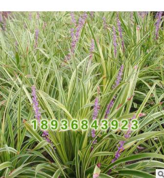 批發地被綠化花草小苗 金邊麥冬小苗 四季常青金邊麥冬草坪苗