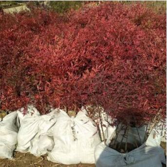 批發蘭天竹綠化工程苗盆栽苗紅天竹南天竹苗 南天竺苗 彩色綠化苗