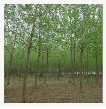 白楊樹苗 速生白楊樹苗 速生楊苗 扦插苗量大從優(yōu)